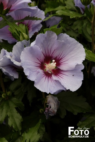 Blumen im Garten