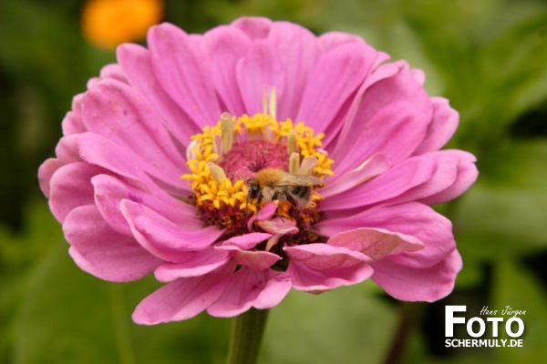 Blumen im Garten