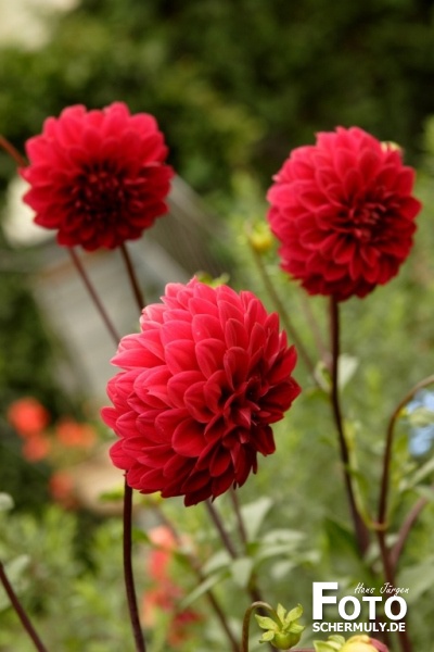 Blumen im Garten
